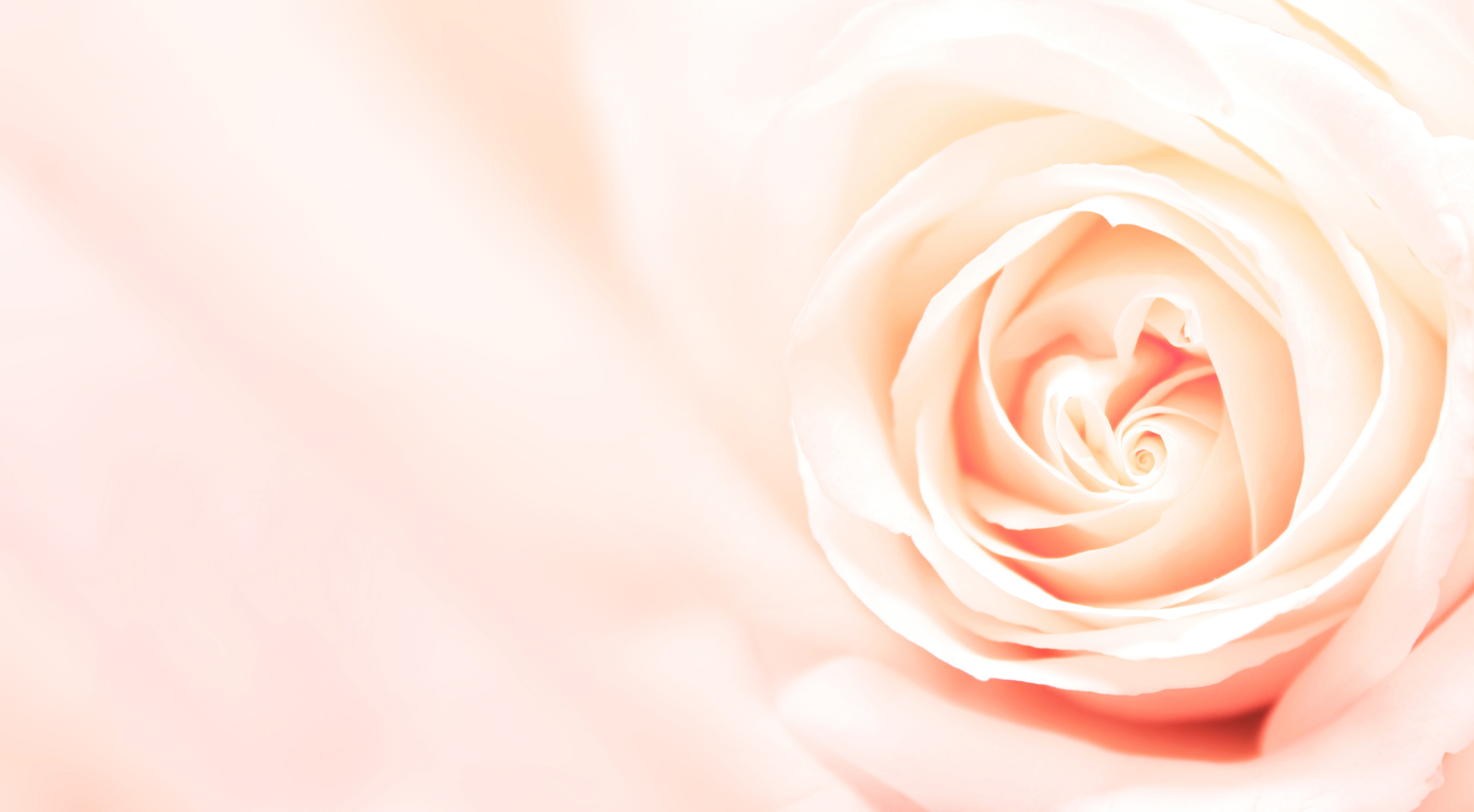 Banner with pink rose